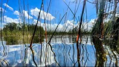US-Regierung investiert eine Milliarde Dollar in Erhalt der Everglades