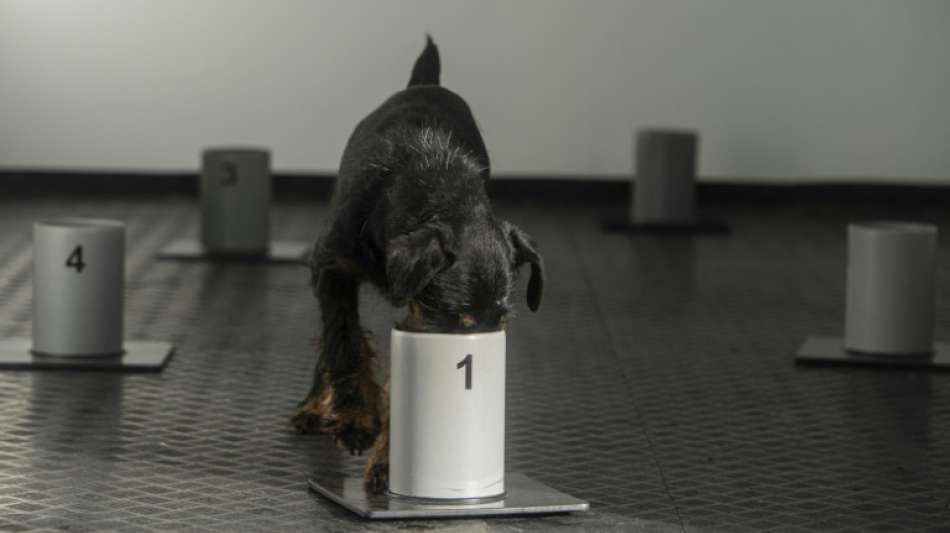 In tschechischem Ort nahe Deutschland werden Corona-Sp&uuml;rhunde ausgebildet