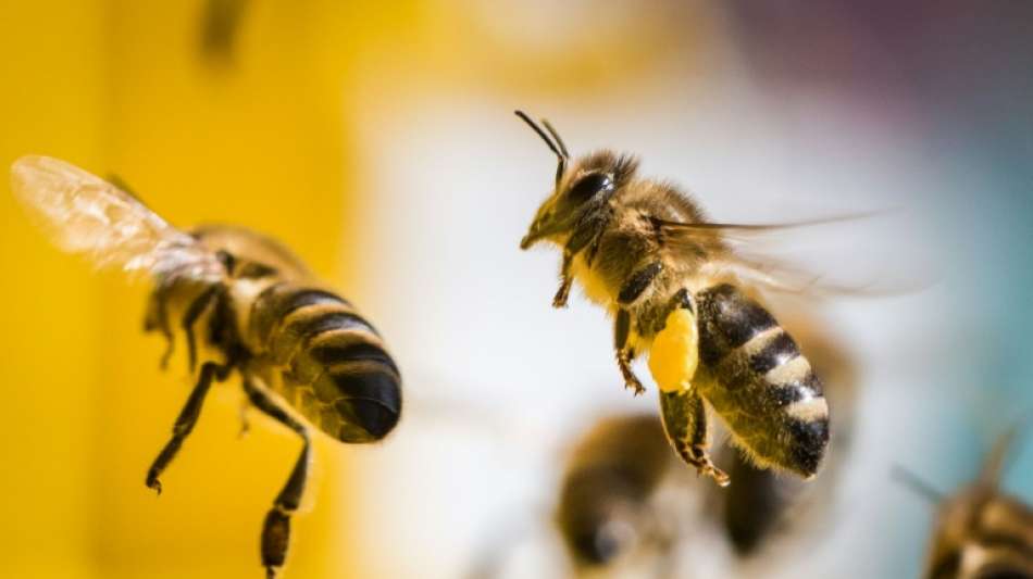 Bundestag beschlie&szlig;t besseren Schutz f&uuml;r Insekten 