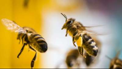 Bundestag beschlie&szlig;t besseren Schutz f&uuml;r Insekten 