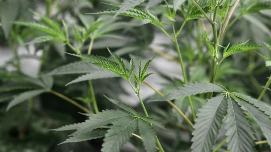 New Yorks Parlament verabschiedet Gesetz zur Legalisierung von Cannabis-Konsum
