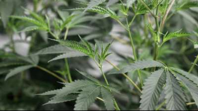 New Yorks Parlament verabschiedet Gesetz zur Legalisierung von Cannabis-Konsum