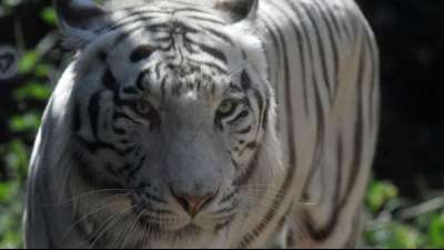 Tiger auf Borneo nach Zooausbruch und T&ouml;tung von W&auml;rter lebend eingefangen