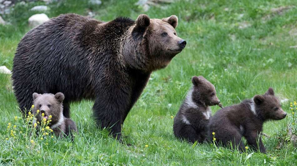 Tiersch&uuml;tzer z&auml;hlten 2020 64 Braunb&auml;ren in den Pyren&auml;en 