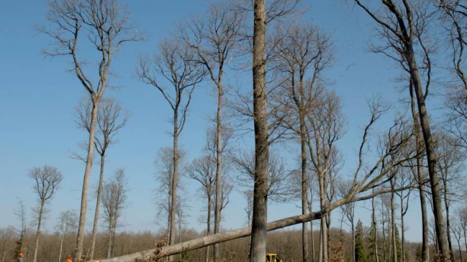 Schulze: Staat soll nur Umbau zu klimastabilen W&auml;ldern f&ouml;rdern