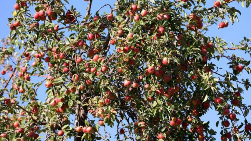 Stitung Warentest: Nur jeder vierte Apfelsaft mit gut bewertet