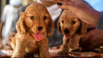 Kl&ouml;ckner will gegen unseri&ouml;se Hundeverk&auml;ufer im Internet vorgehen