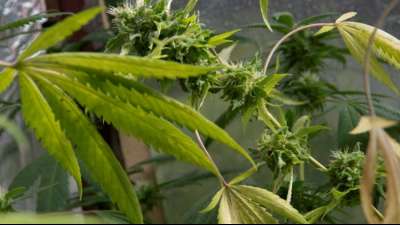 Ampel-Koalition: Keine baldige Cannabis-Freigabe in Deutschland