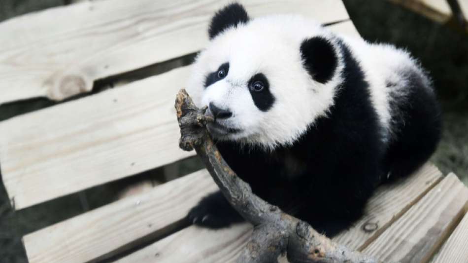 Video von Riesenpanda-Baby wird zum Youtube-Hit