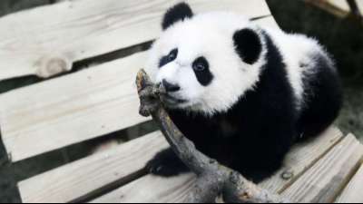 Video von Riesenpanda-Baby wird zum Youtube-Hit