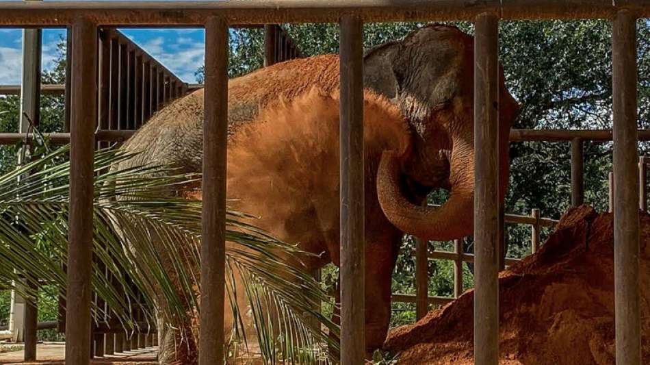 Elefantendame reist trotz Corona-Restriktionen von Argentien nach Brasilien