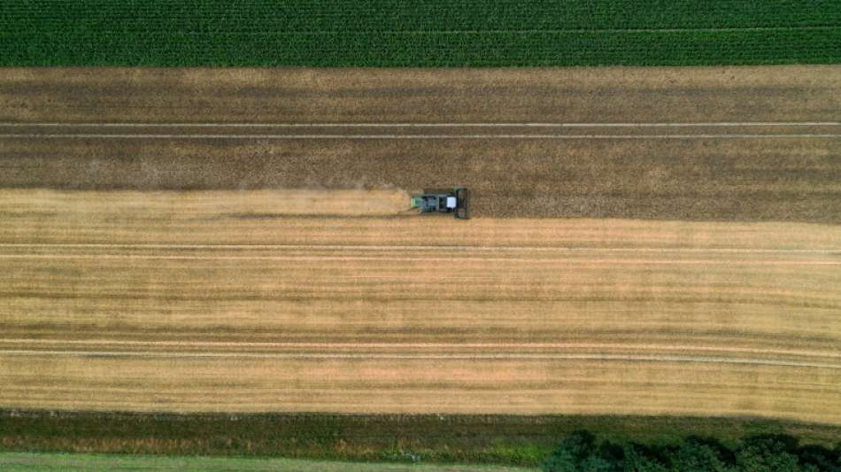 Landwirtschaftsz&auml;hlung offenbart Anteile von Unternehmensgruppen an Betrieben