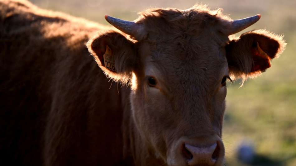 Foodwatch wirft Kl&ouml;ckner Besch&ouml;nigung der Nutztierhaltung vor