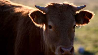 Foodwatch wirft Kl&ouml;ckner Besch&ouml;nigung der Nutztierhaltung vor