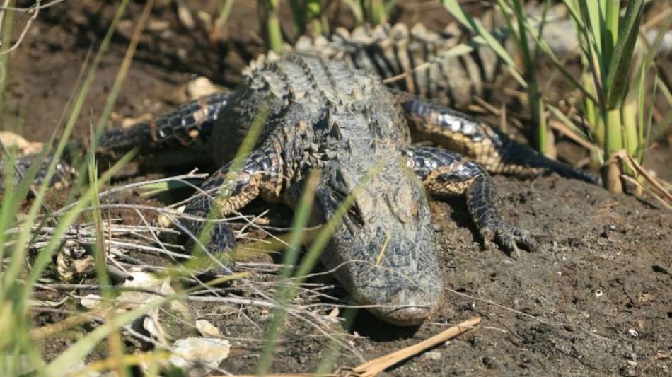 Mann f&auml;ngt in Florida Alligatoren mit M&uuml;lltonne und wird zu Internetstar