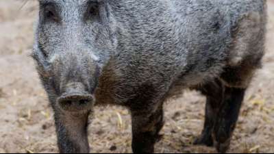 Entwarnung bei Schweinepest-Verdachtsfall in Potsdam
