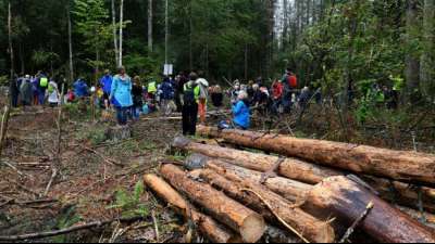 Br&uuml;ssel ermahnt Polen wegen Abholzung von Bialowieza-Urwald