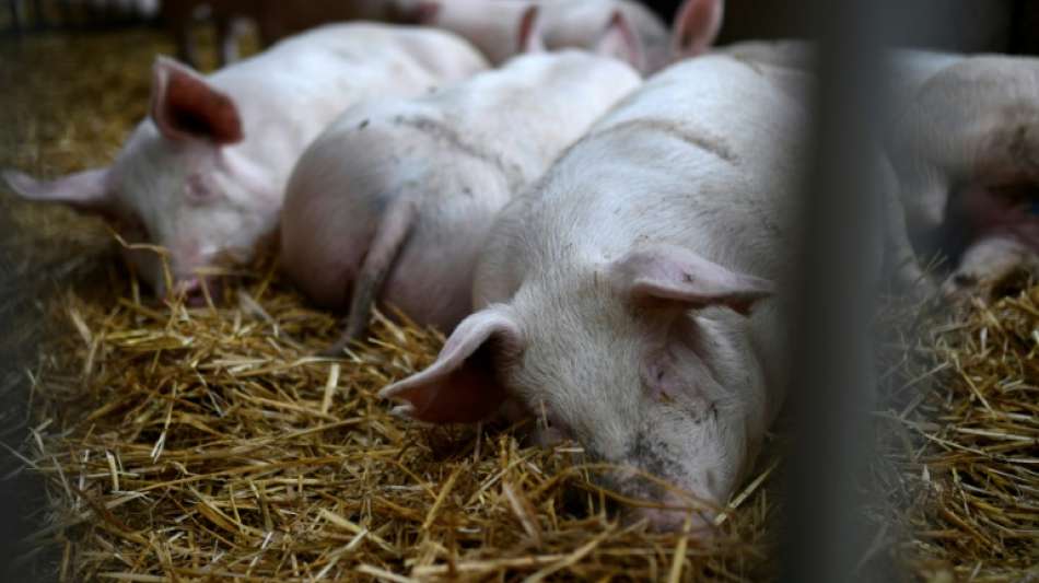 Fleisch an Frischtheken meistens aus niedrigen Tierschutz-Kategorien