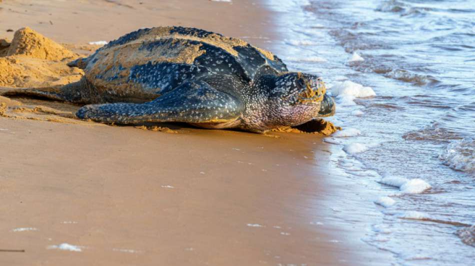 90 Eier der Lederschildkr&ouml;te in ecuadorianischem Naturschutzgebiet entdeckt