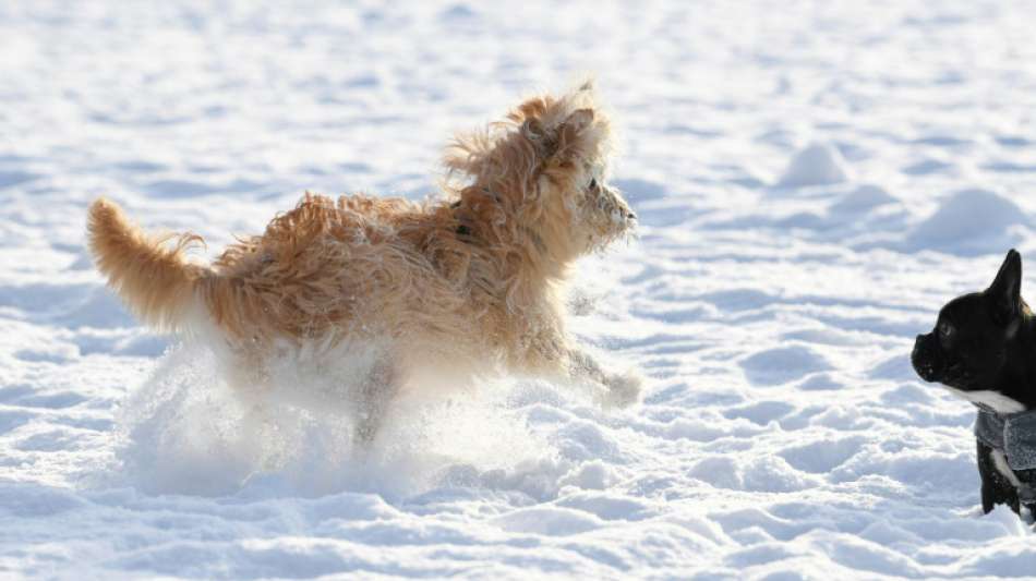 St&auml;dte und Gemeinden verbuchen 2020 Rekordeinnahmen bei Hundesteuer