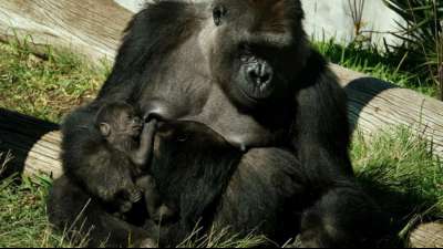 Gorillas im Zoo von San Diego mit Coronavirus infiziert