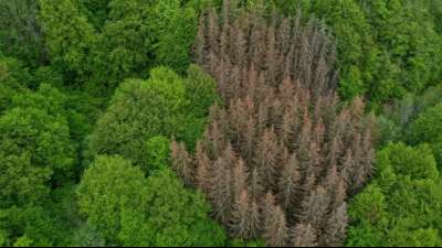 Deutsche W&auml;lder absorbieren drei Prozent der j&auml;hrlichen CO2-Emissionen