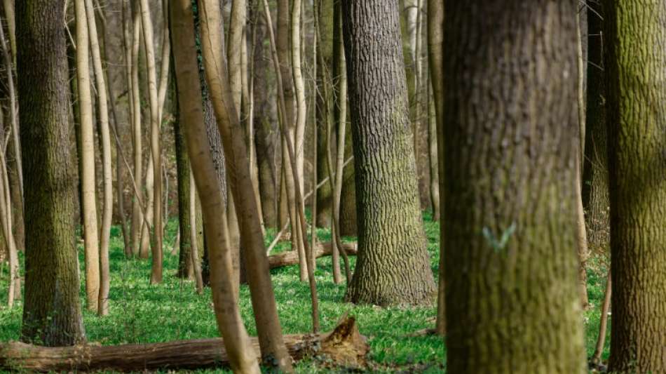Gutachten: Anpassung an Klimawandel ist f&uuml;r Waldpolitik wichtigste Aufgabe