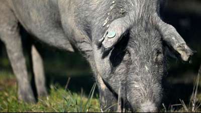 M&auml;nner grillen in Keller von Bremer Wohnhaus zwei ganze Schweine