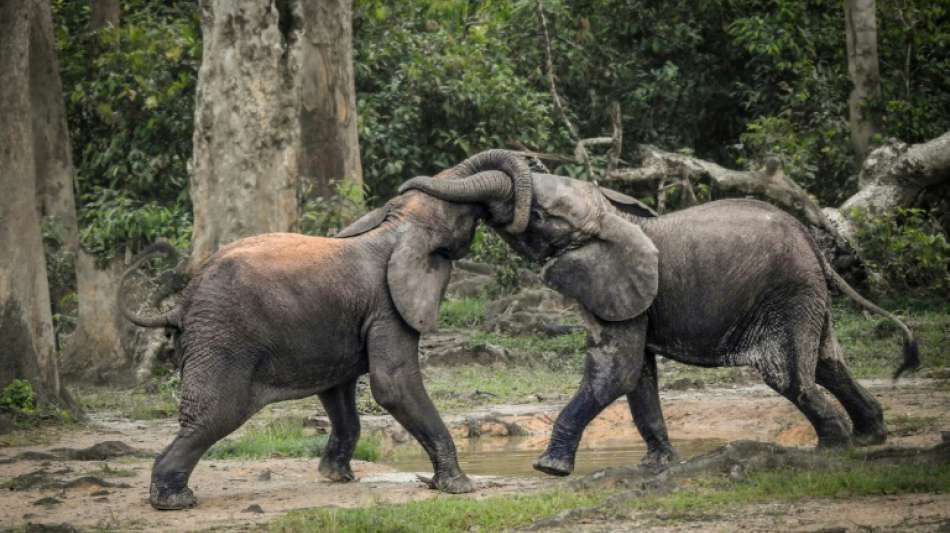IUCN: Afrikanische Waldelefanten akut vom Aussterben bedroht
