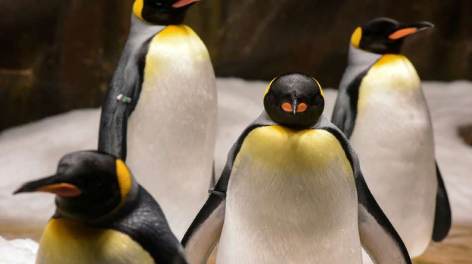 Königspinguine in der Antarktis setzen über Kot Lachgas frei