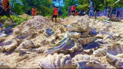 Riesenmuscheln im Wert von 20 Millionen Euro auf den Philippinen beschlagnahmt