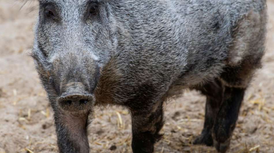 Kl&ouml;ckner ver&auml;rgert &uuml;ber Vandalismus an Schutzz&auml;unen gegen Schweinepest