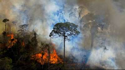 Zerst&ouml;rung von Brasiliens Regenwald schreitet weiter dramatisch voran