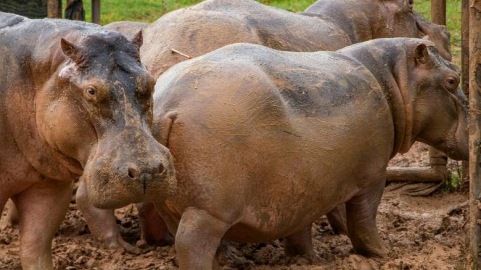 24 Nilpferde von Ex-Drogenbaron Pablo Escobar sterilisiert