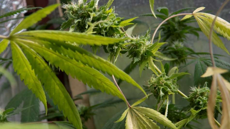 FDP-Politiker Thomae d&auml;mpft Erwartungen an rasche Cannabis-Legalisierung