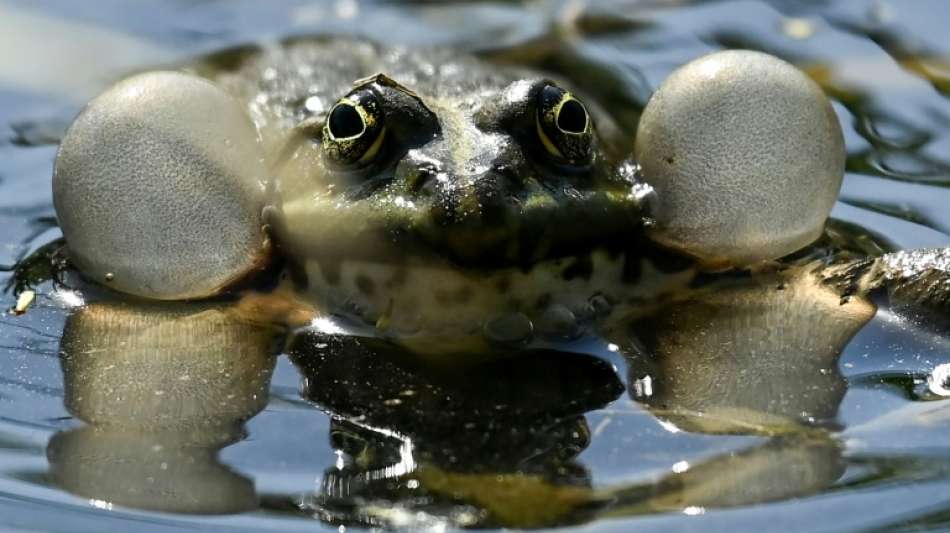 Nabu schl&auml;gt Alarm f&uuml;r Feldhamster und bedrohte Tierarten