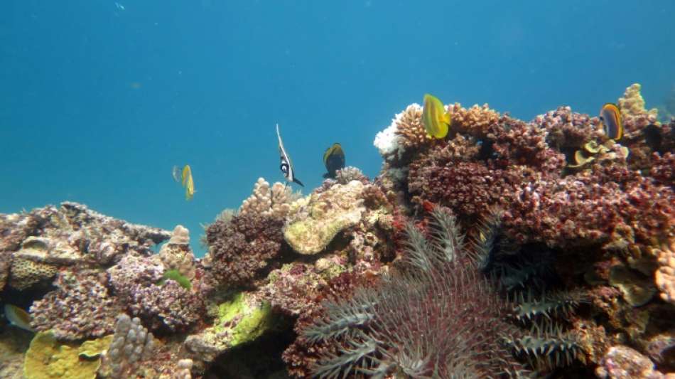 Australien will hunderte Millionen Euro f&uuml;r Schutz des Great Barrier Reef ausgeben