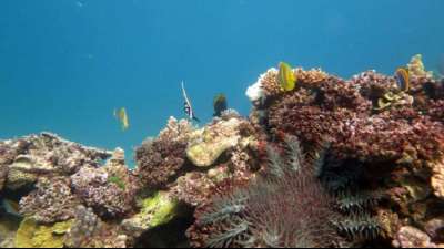 Australien will hunderte Millionen Euro f&uuml;r Schutz des Great Barrier Reef ausgeben