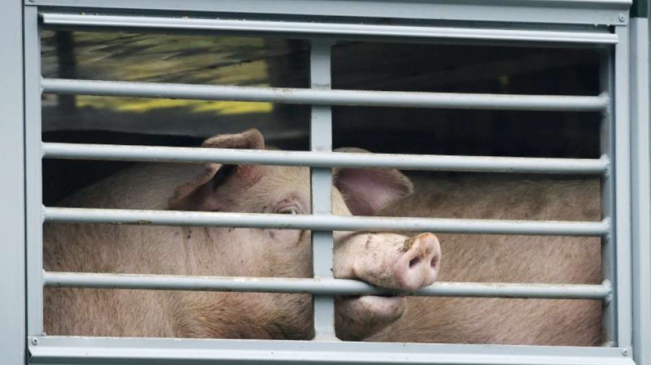 Bundesverfassungsgericht: Nachteile f&uuml;r Fleischindustrie nicht gravierend genug
