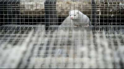 Russland meldet Zulassung von erstem Corona-Impfstoff f&uuml;r Tiere