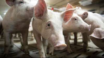 "Schweinestau" in der Corona-Krise sorgt f&uuml;r Preisverfall 