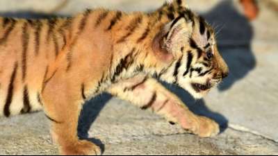 Ber&uuml;chtigter Wilderer von K&ouml;nigstigern in Bangladesch festgenommen