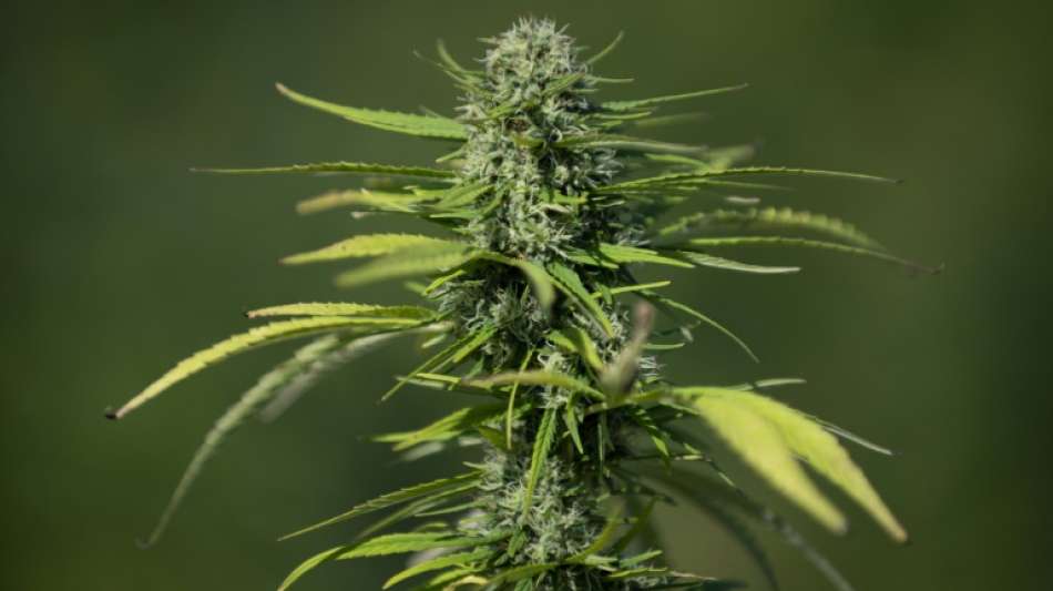 Parlament in Malta billigt Konsum und Anbau von Cannabis f&uuml;r Eigenbedarf
