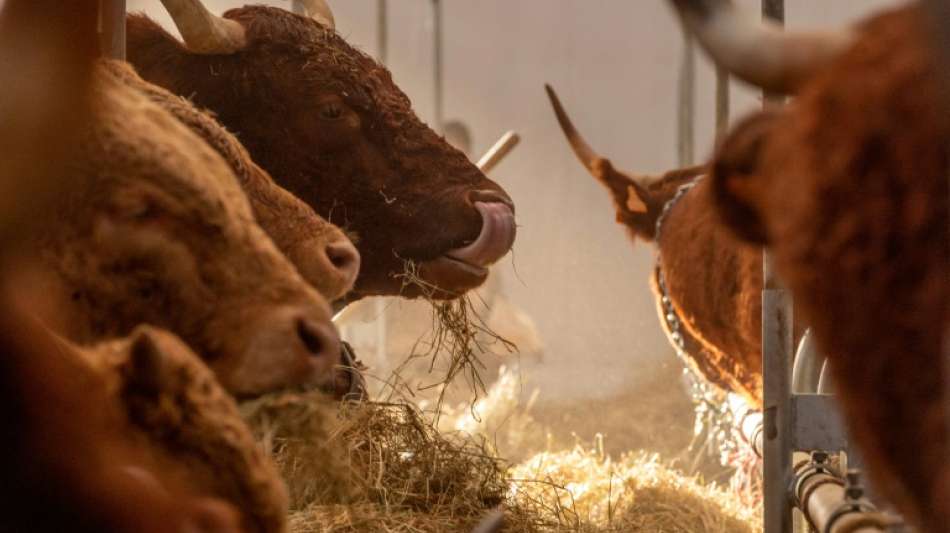 Greenpeace: Halbierung des Tierbestands zur Klimaneutralit&auml;t n&ouml;tig