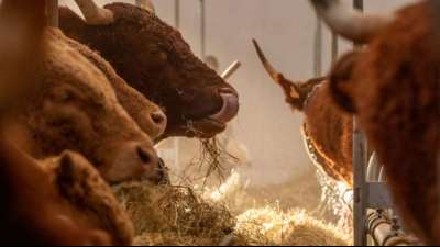 Greenpeace: Halbierung des Tierbestands zur Klimaneutralit&auml;t n&ouml;tig