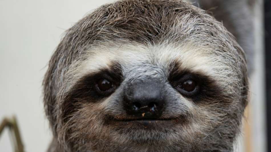 Das ewige Lächeln - Ehepaar in Venezuela sind Faultierretter