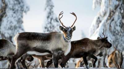Rentierz&uuml;chter in Norwegen erzielen juristischen Erfolg in Streit um Windparks 