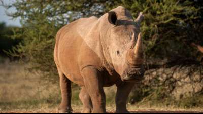 Elefanten trampeln mutma&szlig;lichen Wilderer in S&uuml;dafrika zu Tode