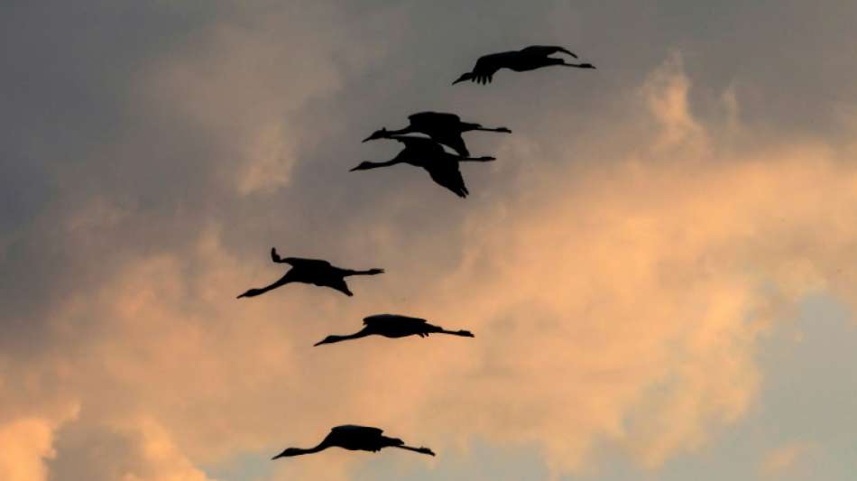 Seuche: 600.000 Enten wegen Vogelgrippe in Frankreich gekeult