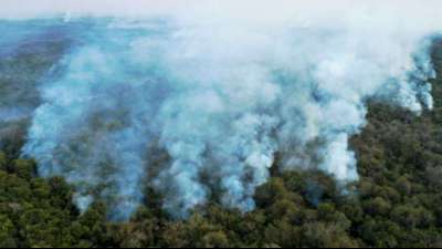 Zerst&ouml;rung des Regenwalds trotz Corona weiter beschleunigt